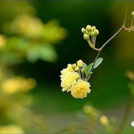 古诗词里的木香花，名花爱向春深月，幻作人间黄玉花