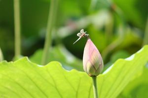 癸卯年兔宝宝取名：聪明睿智，博学多识的男孩名字