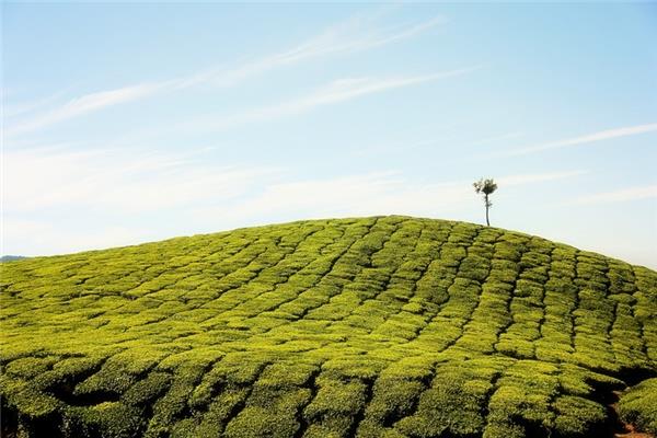 重阳节能说“节日快乐”吗？重阳节禁忌有哪些？