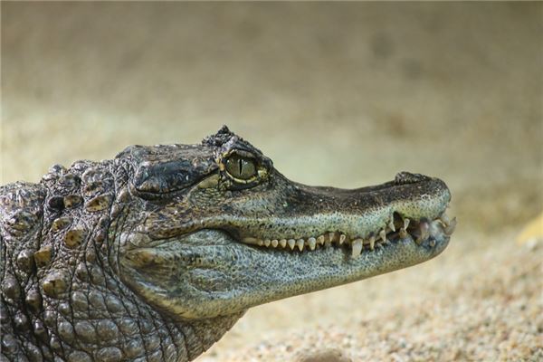 梦到鳄鱼追我成功逃脱