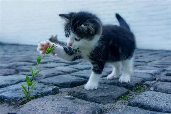 梦到猫咪