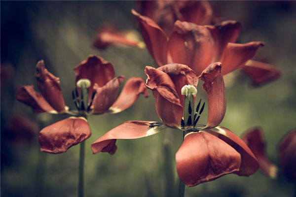 女人梦见花枯萎