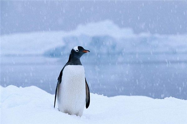 梦见下雪