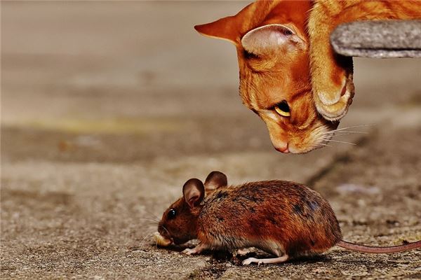 女人梦见猫捉老鼠