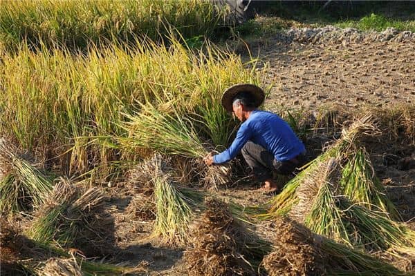 梦见自己收稻谷是什么意思