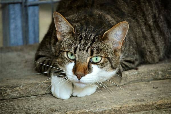 梦见女人猫很凶是什么意思