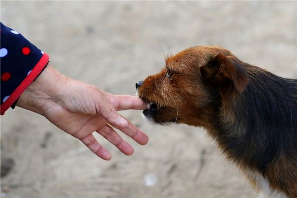 梦见梦中狗咬是什么意思