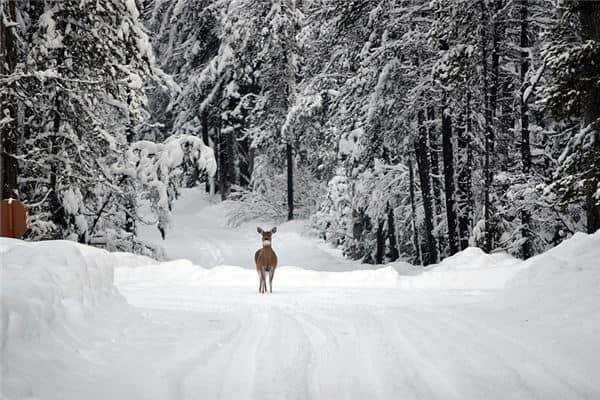 梦见大雪封路是什么意思