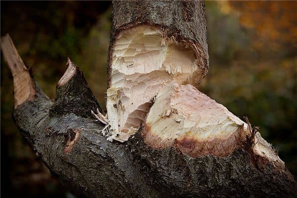 梦见别人砍树树倒了是什么意思