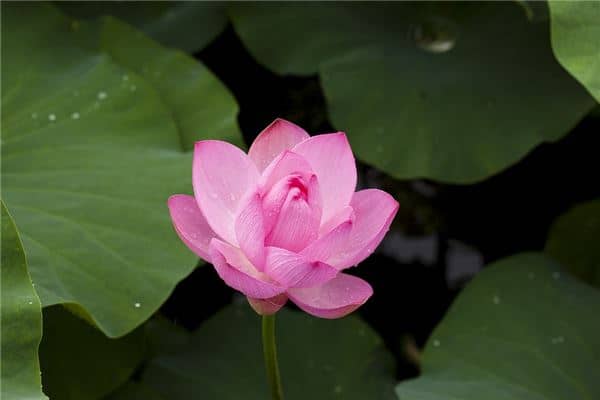 梦见怀孕莲花是男孩是什么意思