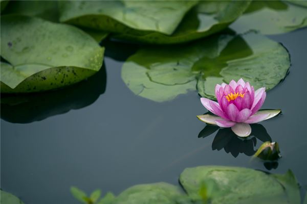 梦见莲花生大士是什么意思