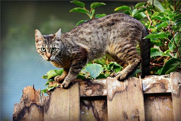 梦见女人被猫咬到手是什么意思