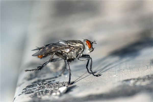 梦见苍蝇成群密密麻麻是什么意思