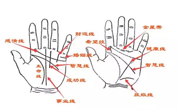 掌中命运：手指纹揭示人生轨迹