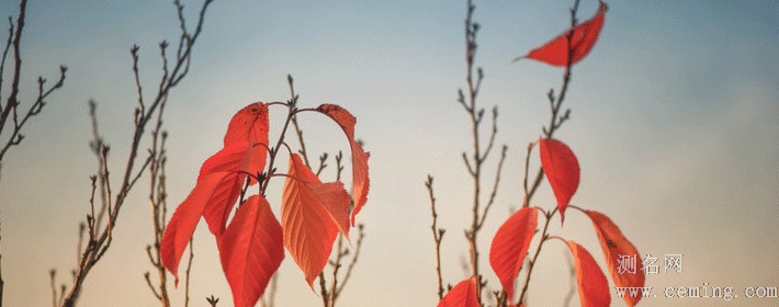 智商下降，在恋爱中傻傻二二的四大星座男