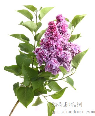 梦见丁香花