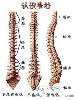 梦见脊椎 背脊 脊柱 背