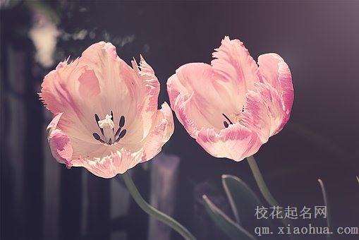 梦见花开了是什么意思