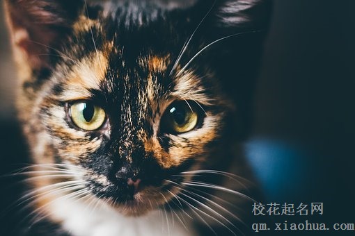 梦见猫把我的鱼偷吃了好吗