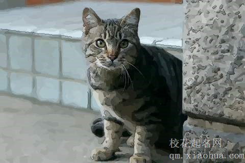 梦见很大的猫