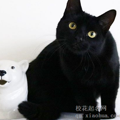 梦见黑猫是什么意思  运势不佳遇对手