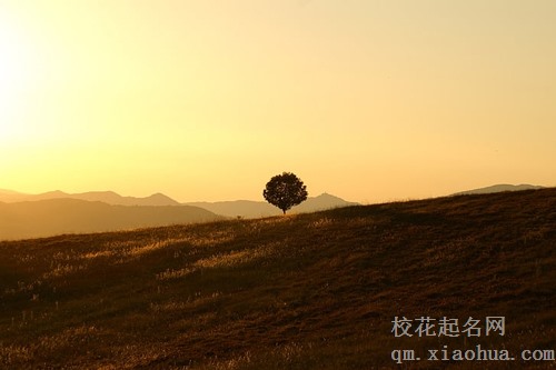 梦见自己给树喷药