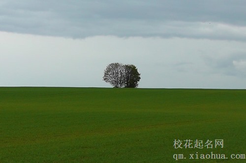 梦见下雨别人给树撑伞