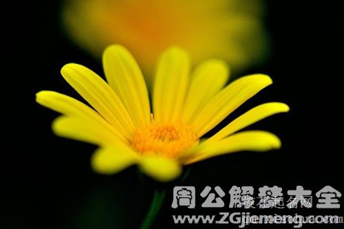 梦见小花